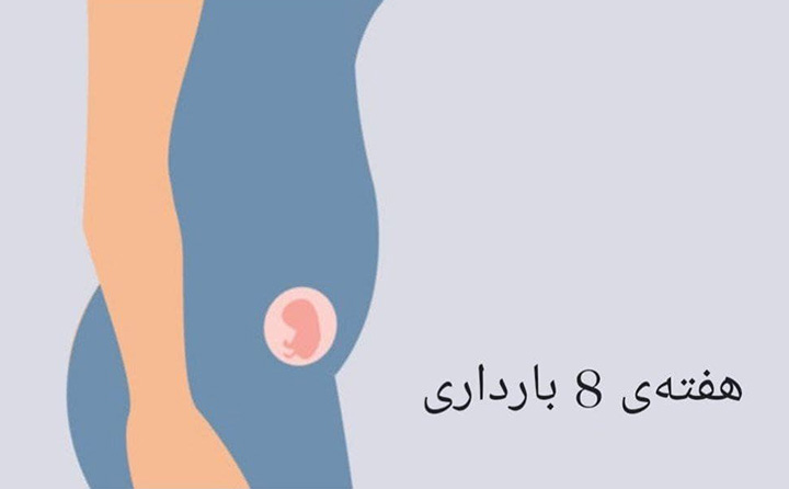 هفته 8 بارداری